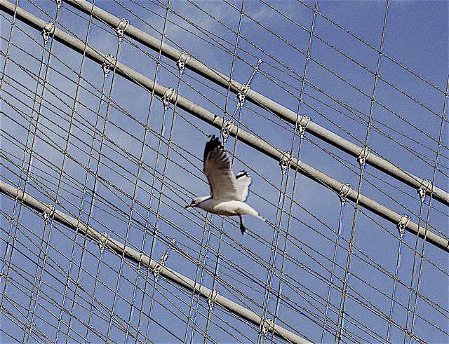 Seagull Soaring High Above in Blue Sky Near Manhattan Bridge Cables