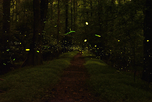 Photo of fireflies lighting up at dusk in forest