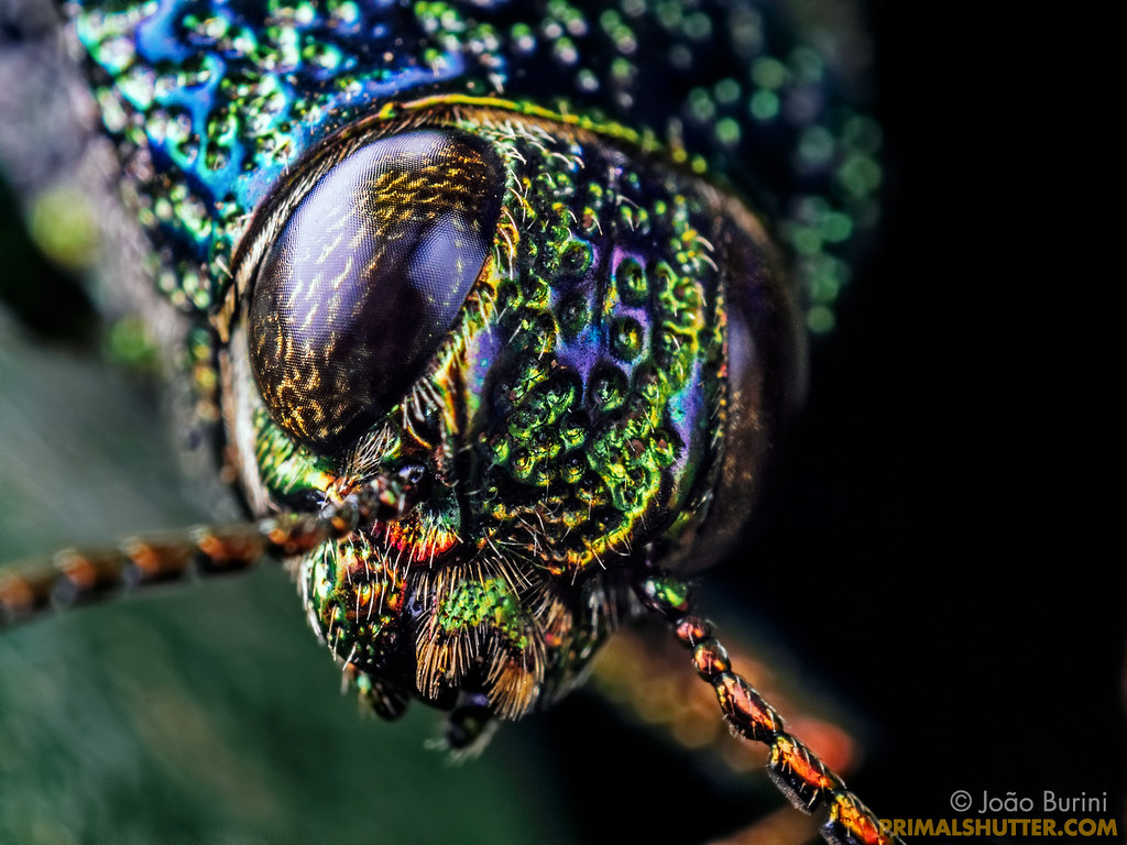 Lampetis sp. (?) (Buprestidae) | Head close-up of a metallic… | Flickr