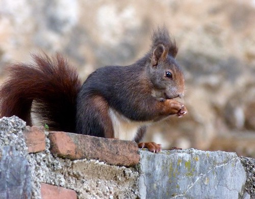 MALAGA SQUIRREL | by TB RINGLAND