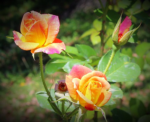 Spring Roses | Darlene Christensen | Flickr