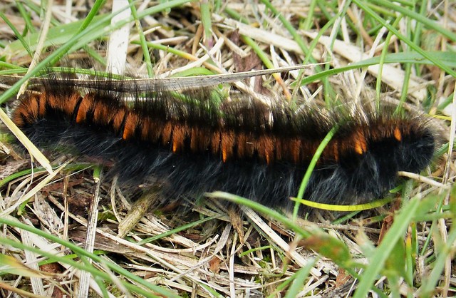 Macrothylacia rubi. Fox Moth caterpillar