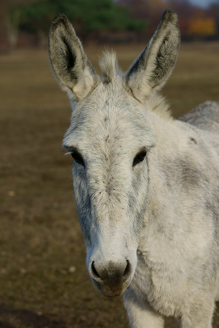 Equus asinus asinus - Hausesel