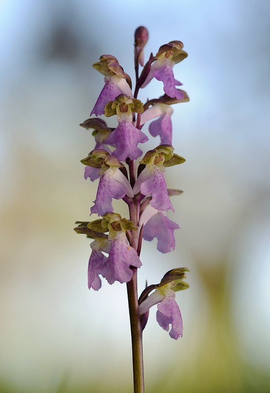 20180530-020F | Spitzels Knabenkraut (Orchis spitzelii) im Norden Gotlands. Gotland/Schweden, 30.05.2018