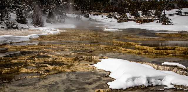 Upper Terraces at Mammoth Hot Springs
