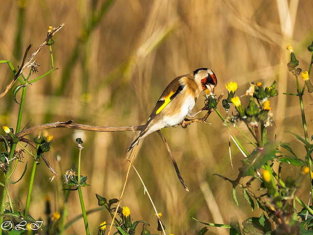 European goldfinch,