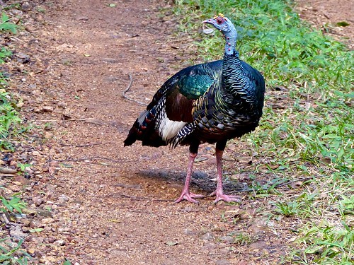 bird belize orangewalk nature wildlife turkey