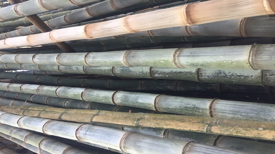 close up of bamboo canes