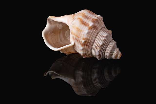 Focus stack of a shell