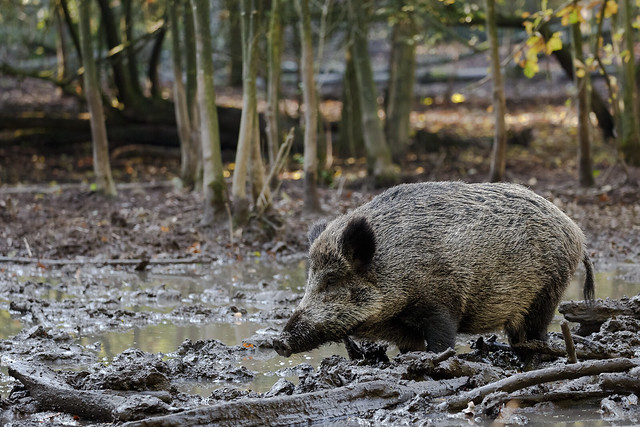 Wildschwein beim Schlammbad