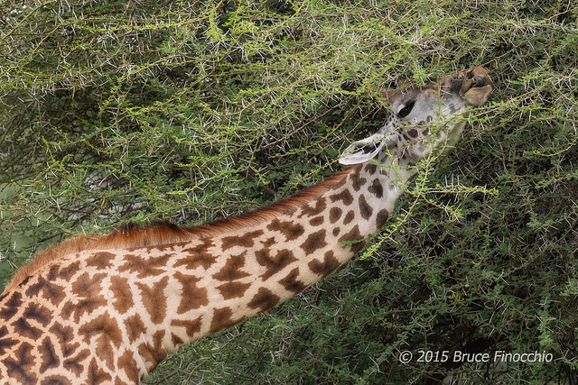 Masai Giraffe Picks Out The Tender Small Acacia Leaves With Its Tongue
