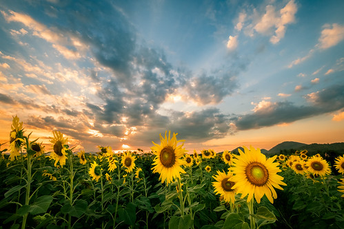 sunset sunflower travel travelphotography landscape khaoyai raimaneesorn sunflowerfield holiday holidayphotography