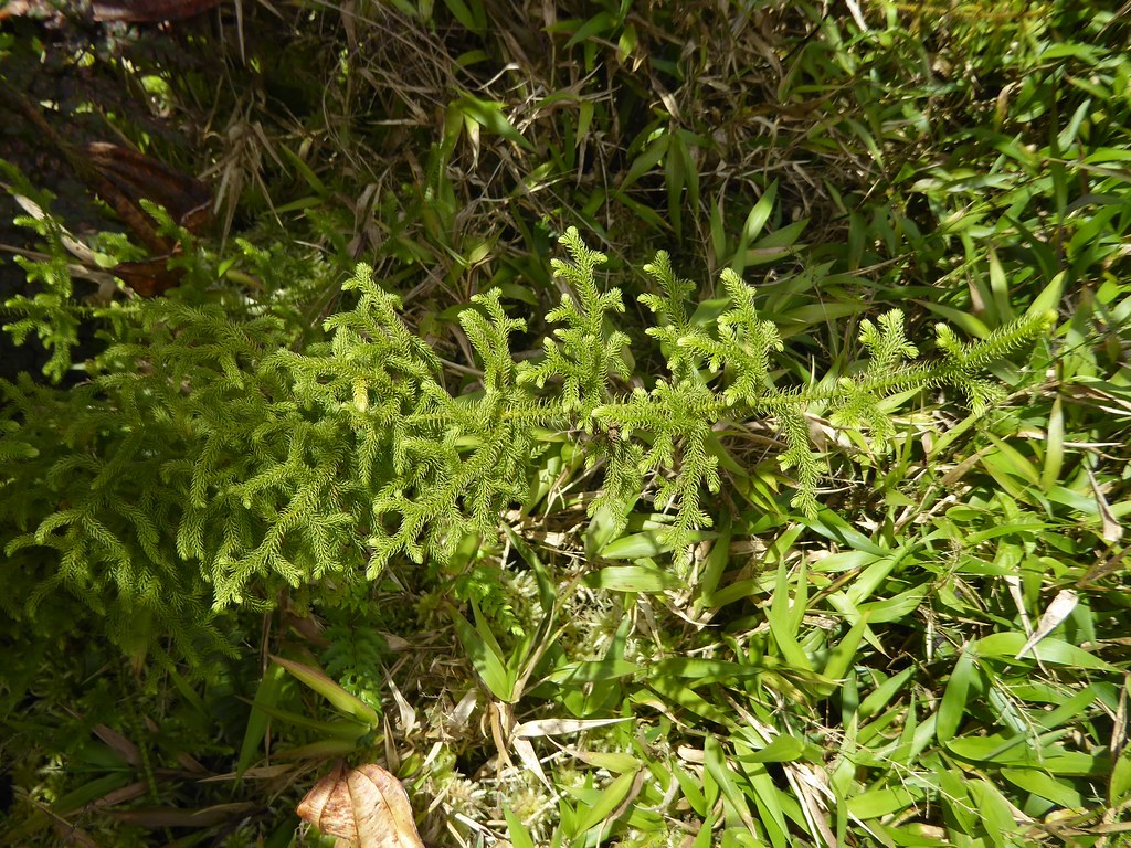 Lycopodiella cernua (L.) Pic. Serm. = Lycopodium cernuum L. - Staghorn clubmoss