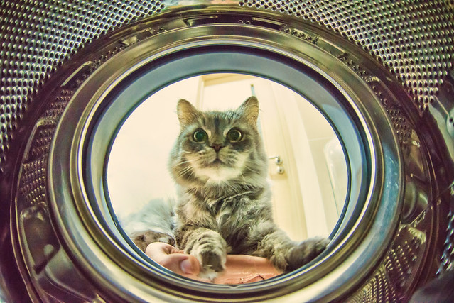 Cat thinking about washing