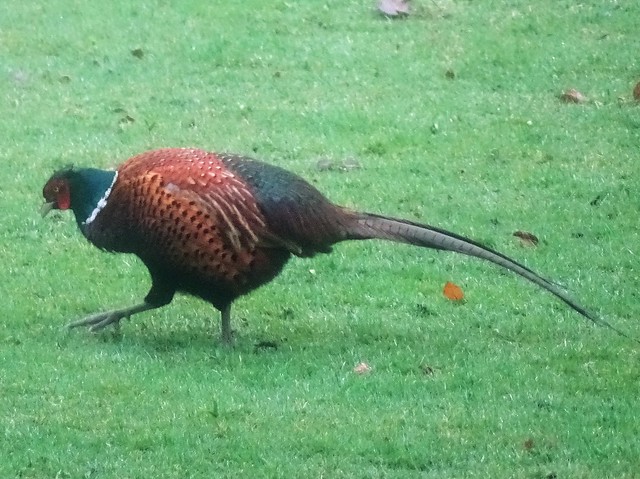 Pheasant at Studeley Royal