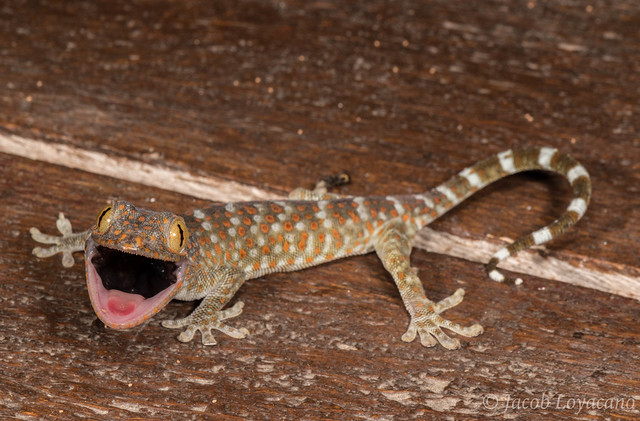 Tokay Gecko (Gekko gecko)