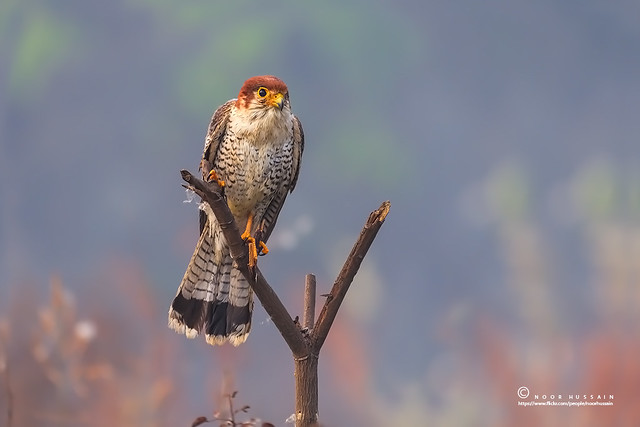 The Red-necked falcon