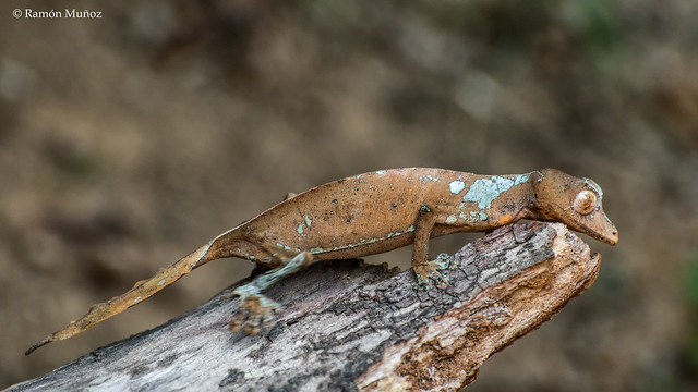 DSC0572 Gecko cola de hoja satánico (Uroplatus phantasticus) en la Reserva de Peyrieras, Madagascar