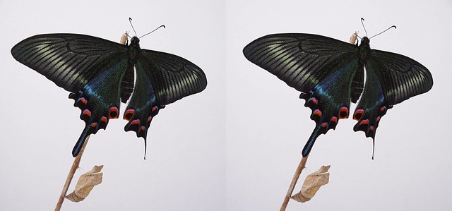 Papilio maackii, stereo cross view