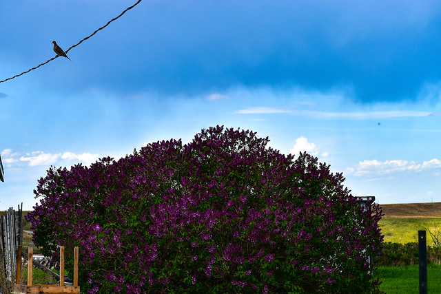 Lilac bush,  bird on a wire
