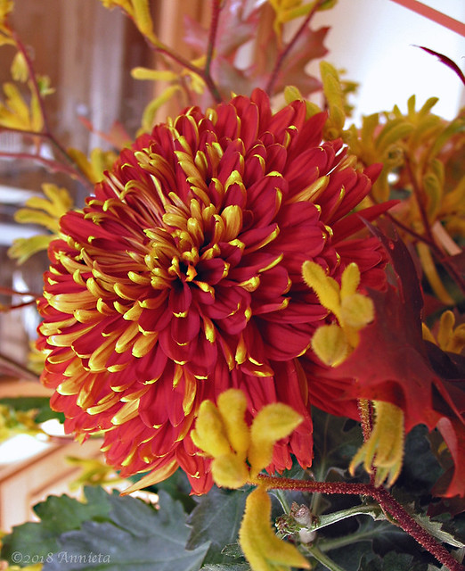 Chrysanthemum Fuego