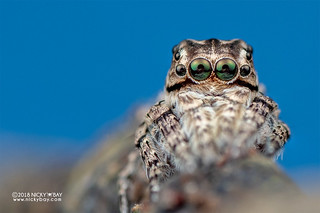Jumping spider (Cocalus sp.) - DSC_0101