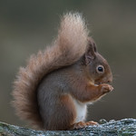 Red Squirrel -7705