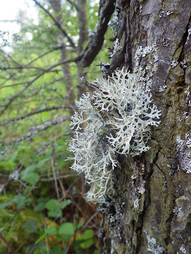 f18woo23 cathrineswamp clermonttract stateforest antlerlichen pseudeverniaconsocians lichen