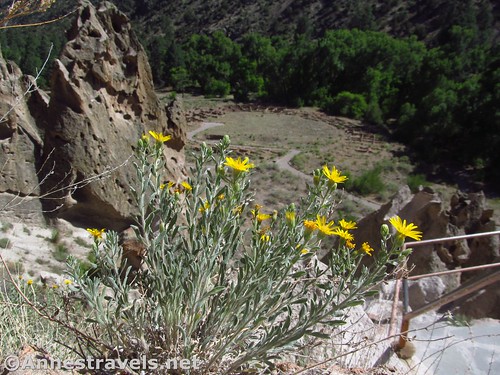 Wildflowers in Bandelier National Monument, New Mexico