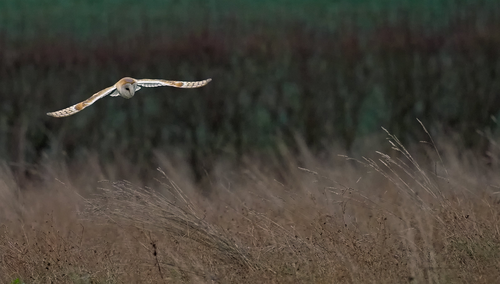 Barn Owl - difficult light, but not too bad.