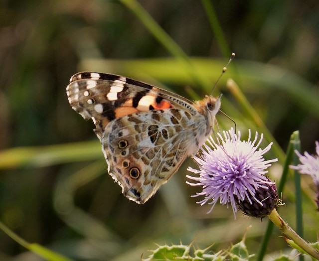 Painted Lady, Vanessa cardui, underwings