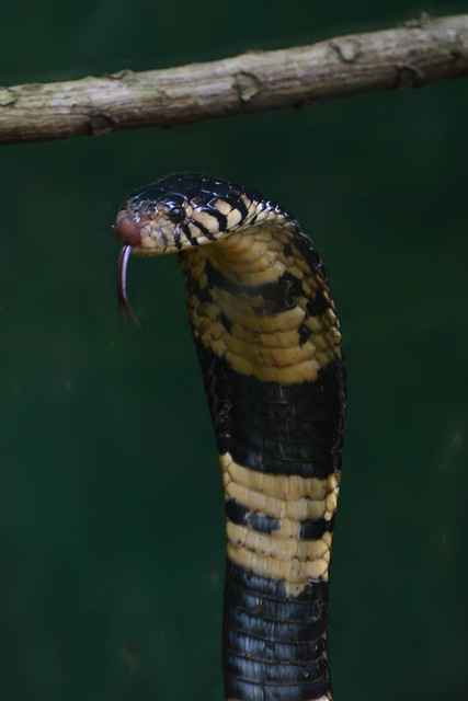 Naja melanoleuca (forest cobra)