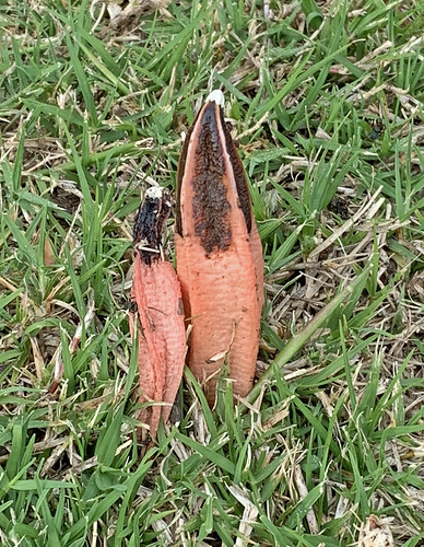 A stinkhorn | Found growing in a grass verge in our retireme… | Flickr