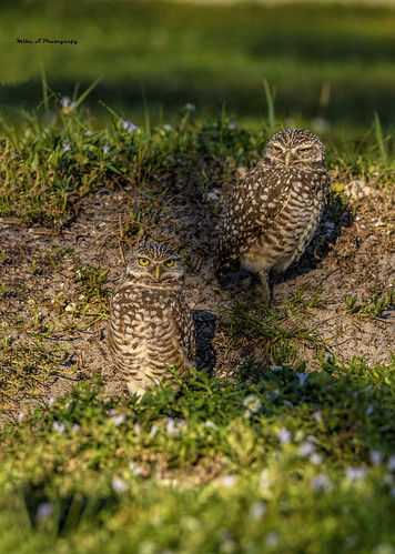 burrowing owls brian piccolo park nikon nikond7500 tamron100400 sunset colors