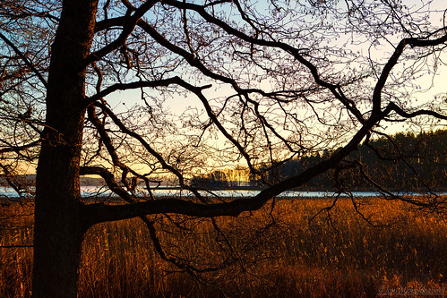 nature autumn outdoor trees reeds sea strait silhouettes sunset sky colours landscape sauvo suomi finland