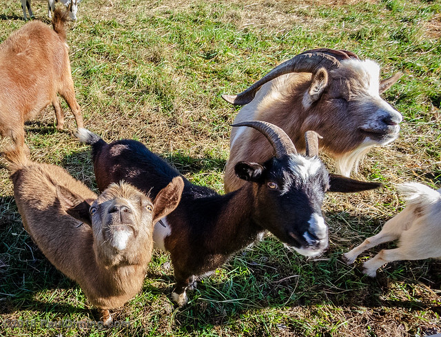 Hungry Goats @ Albright Scout Reservation - Chesterfield County, VA