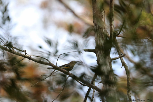 pinewarbler