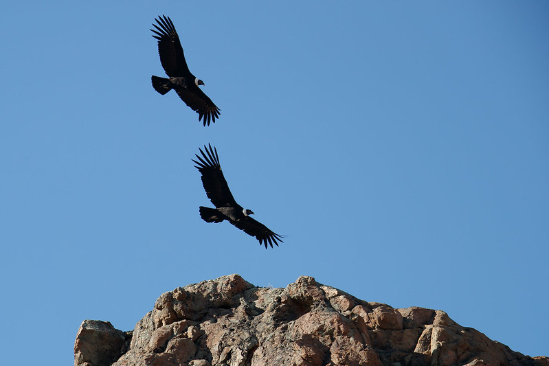 Vultur gryphus | Andean Condor | andinsk kondor