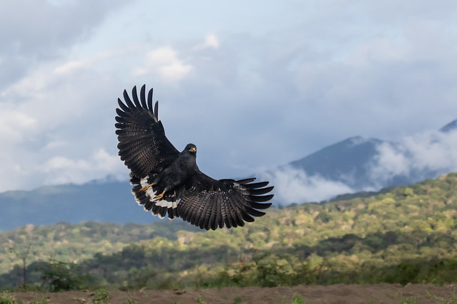 Black Hawk @ 70mm - Costa Rica