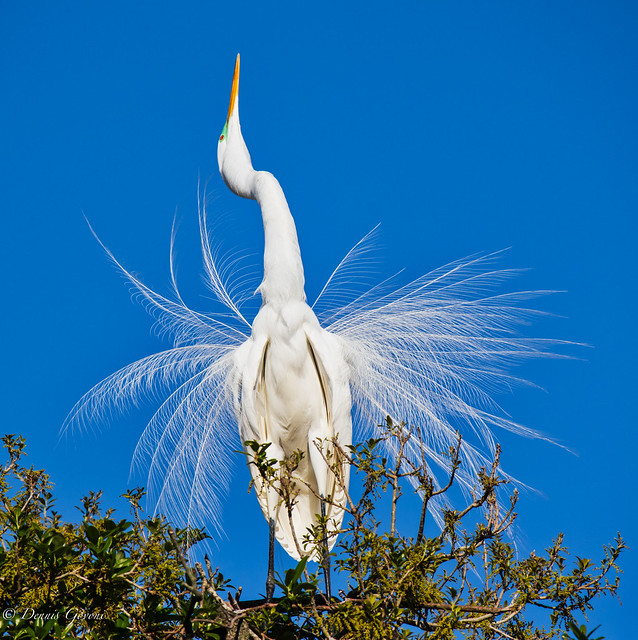 Great Egret Mating Posture