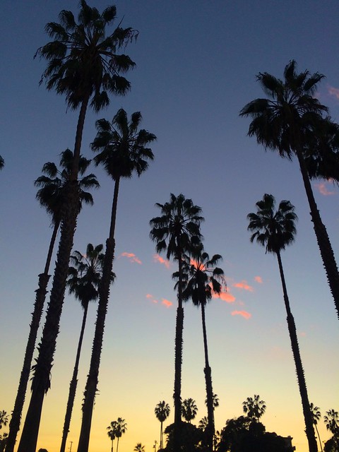 Pink in the Palms