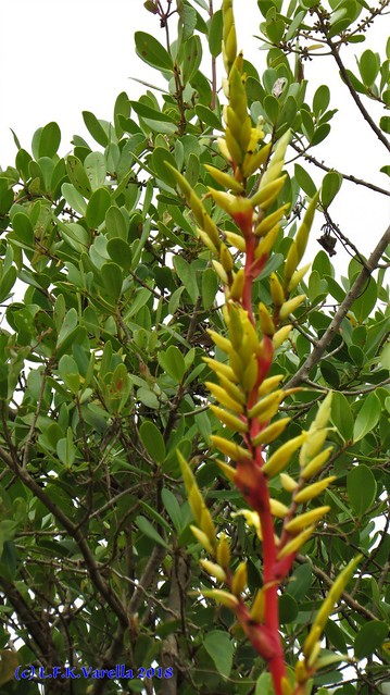Vriesea friburgensis Mez. in situ