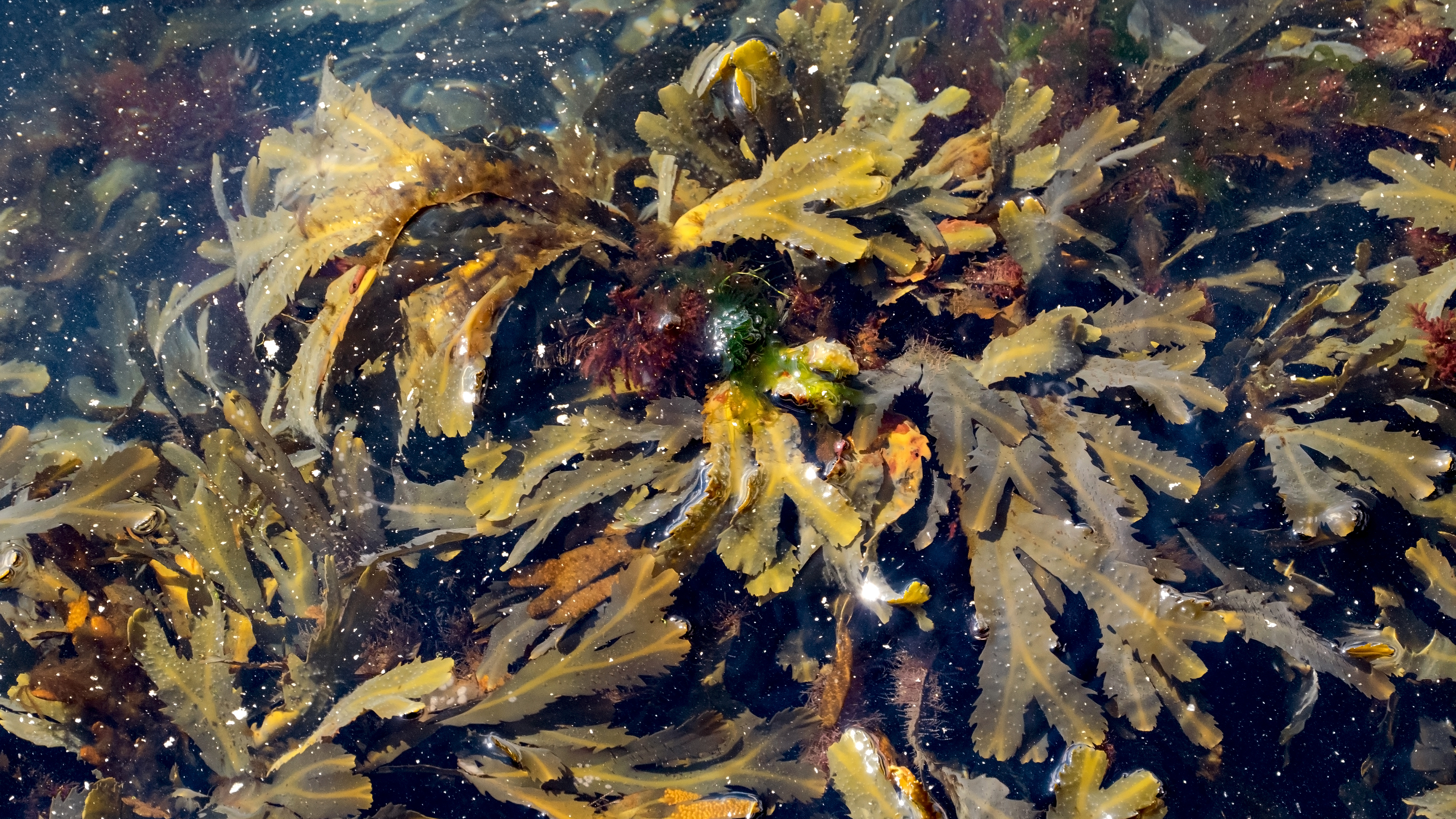 Mostly serrated wrack and red hornweed at the North Harbor Lysekil