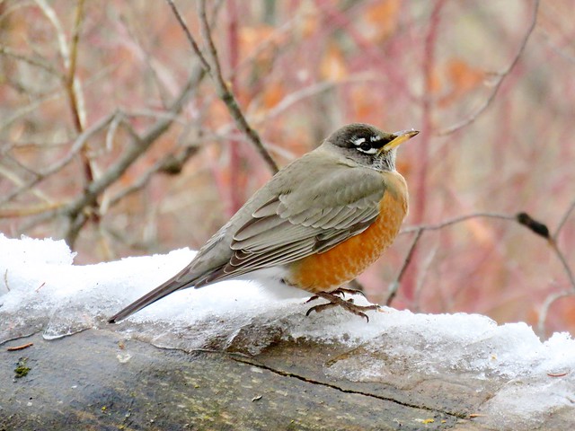 365-5-2 American Robin (juvie) overwintering in Calgary (Turdus migratorius)