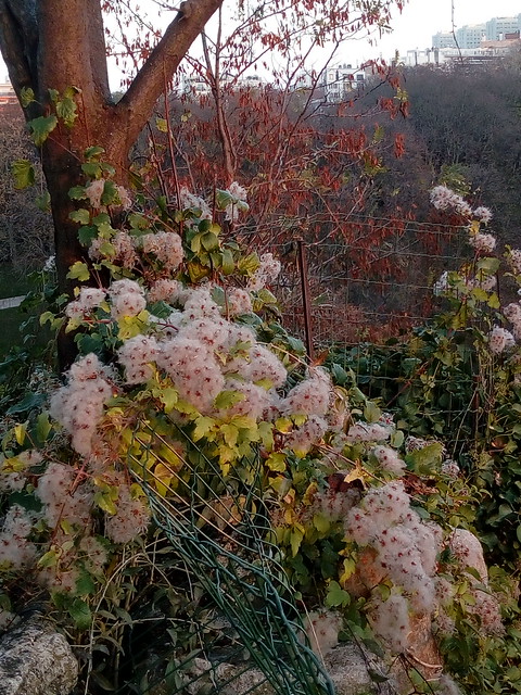 Lumiere rose dans le parc des buttes chaumont