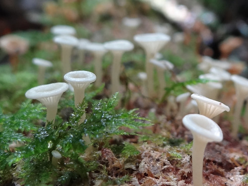 nz newzealand puketitiri ballsclearing autumn mushrooms fungi sonycybershot dschx100v pointshoot homelandsea
