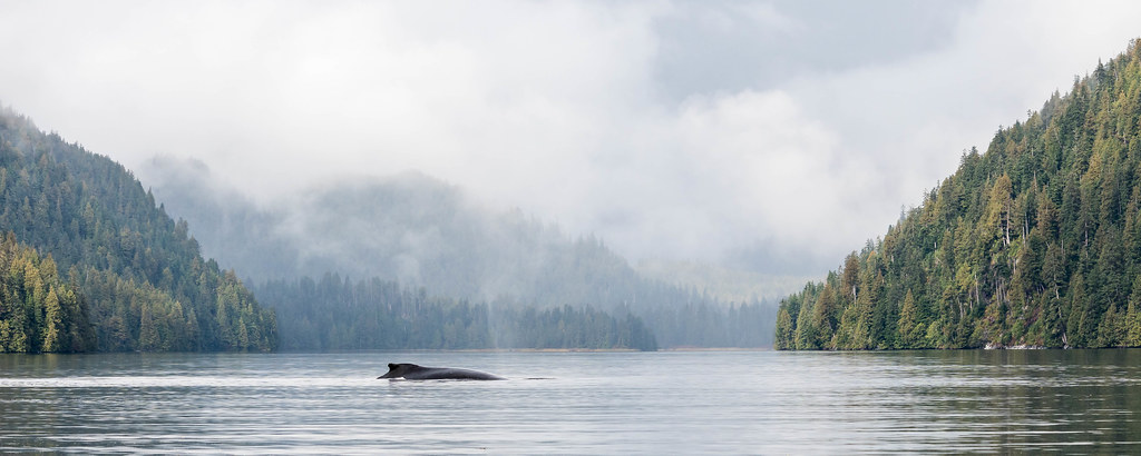 Great Bear Rainforest | British Columbia