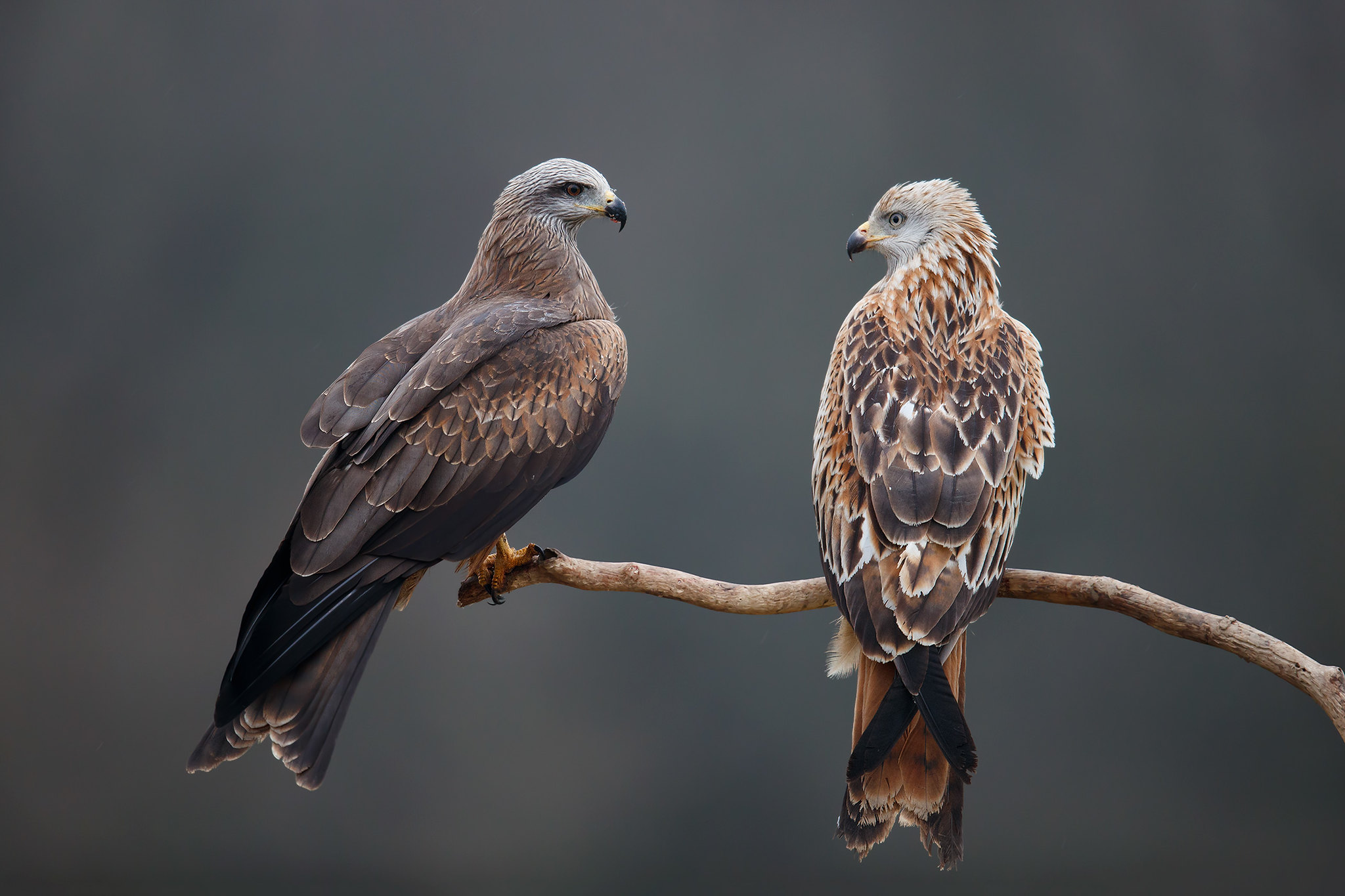 Milvus milvus & Milvus migrans | Red Kite & Black Kite | röd glada & brun glada