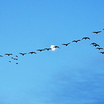 Geese crossing the moon (1)