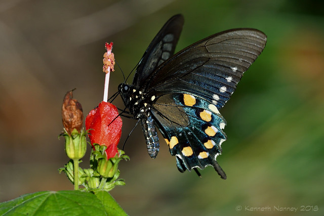 PIPEVINE SWALLOWTAIL 4